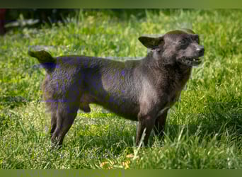 Sucki der kleine Schmuser