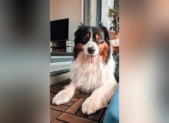 Australien Shepherd - Miro (4,5 Jahre) sucht neues zu Hause