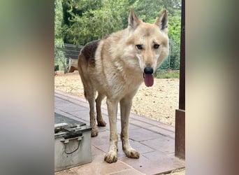 LOBO-Zuhause für besonderen, außergewöhnlichen, faszinierenden Hundebub wartet auf „seine Menschen“.