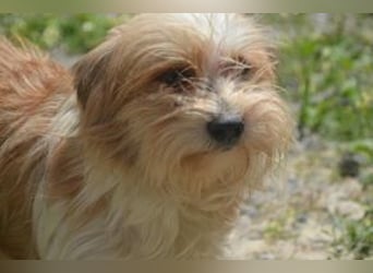 Baby, eine von zwölf zurückgelassenen Hunden sucht ein neues Zuhause