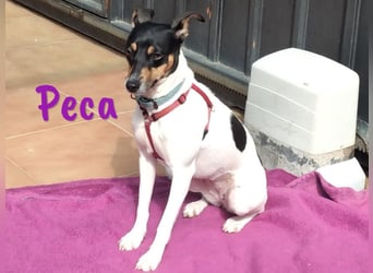 Peca 09/2023 (ESP Pflegestelle) - sanfte und zärtliche, kleine Ratonero Bodeguero Andaluz Hündin!