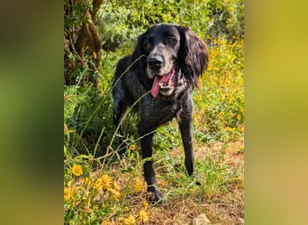 Jordan,kinderlieber, verschmuster English-Setter-Mix