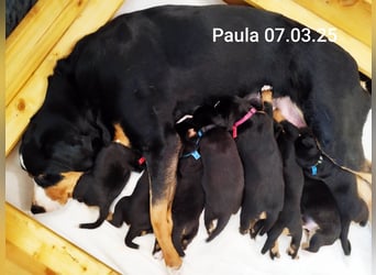 Appenzeller Sennenhund Welpe Rüde reinrassig sucht ein liebevolles Zuhause