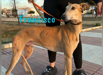 Francisco 09/2023 (ESP) - freundlicher und ausgeglichener, junger Galgo Rüde!