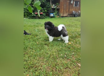 Amerikanische Akita