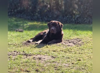 Brauner Labrador Deckrüde mit Ahnentafel/kein Verkauf