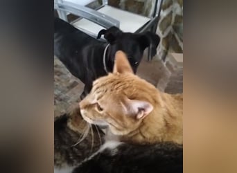 Narciso, katzenfreundlich und sozial