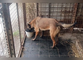 Leon: Malinois-Fans aufgepasst!