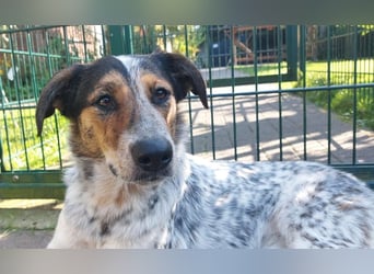 ♥LILLI♥ verliert ihr Zuhause in Reichshof-sehr liebe, sanfte Seele mit ihrem besonderen Äußeren 55cm
