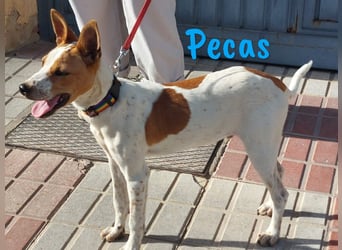 Pecas 05/2022 (in Deutschland) - verspielter, kleiner Bodeguero-Mix!