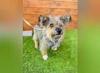 Twiga - kastrierte Yorkshire - Terrier - Rauhaardackel - Mischlingshündin GNADENBROT