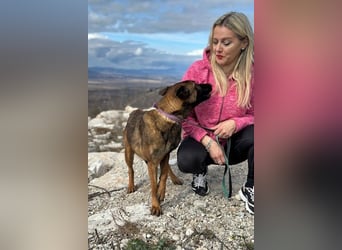 Schäferhund(mix) Freunde aufgepasst – hier kommt unsere Reika