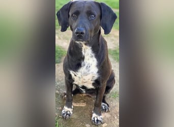 Hailey, geb. ca. 06/2015, lebt in GRIECHENLAND, auf einem Gelände, Hunde werden notdürftig versorgt