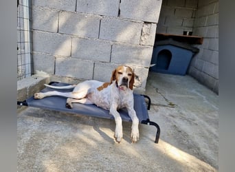 Süße und liebevolle Pointer Mix Hündin EMMA sucht eine Familie