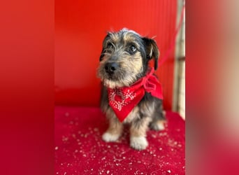 Charlie, Dackel-Mix, Rüde, geb. 20.08.2024, ca. 29 cm