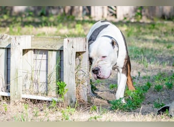 Bruce-DG, sanfter Dickkopf sucht warmes Zuhause!
