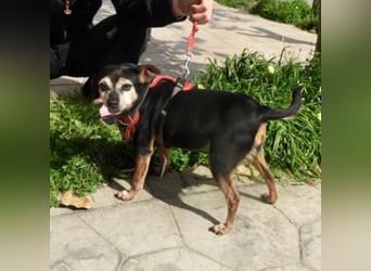 Frieda sucht ein Zuhause