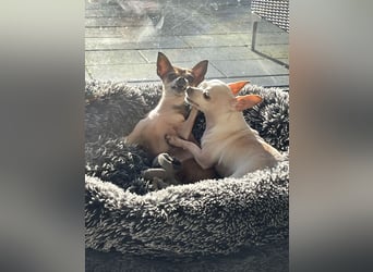 SOPHIE und KAAMI ❤️ 2 Chihuahua Seelen, Pflegefamilie Bochum