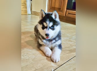 FCI Pedigree Blue Eyed Black & White Siberian Husky Champion Puppy