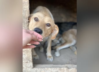 Schüchterne Punchy sucht ein Zuhause