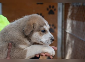 NALA-absolut liebevoll, eher ruhig, gesund und gestärkt wartet sie sehnsüchtig auf ihre Familie