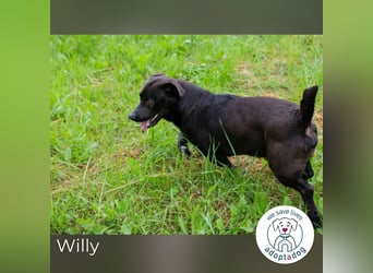 Willy: Sucht ein Zuhause