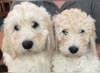 Abgabebereite Goldendoodle & Labradoodle Labrador+Golden+Retriever+Pudel Welpen