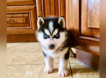 FCI Pedigree Blue Eyed Black & White Siberian Husky Champion Puppy