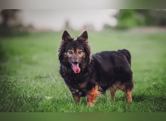 Stella - rüstige Seniorin die noch flott unterwegs ist