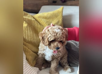 Bereits super erzogene Labradoodle Welpen -abgabebereit-