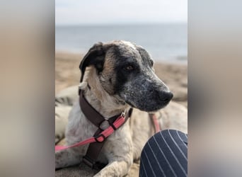 Sapphire (Spanien) - superfreundliche Mischlingshündin