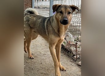 ⭐️WUTZL⭐️, Rüde, 1,5 Jahre, 54 cm, Mischling, Tierschutz