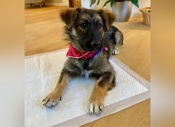 Luma sucht ein Zuhause