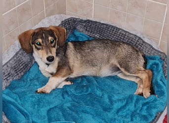 Dackelchen Mia und Emmi wollen nicht getrennt werden