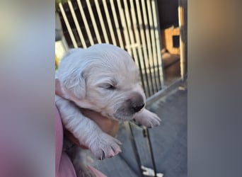 Kleine Golden Retriever Rüden suchen ab Oktober ein neues Zuhause