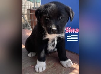 Sina,geb02/25,kleine Schmusemaus sucht Kuschelkörbchen