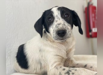 Dalma, geb. ca. 03/2025, lebt in GRIECHENLAND, im städt. Tierheim Serres
