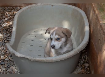 NALA-absolut liebevoll, eher ruhig, gesund und gestärkt wartet sie sehnsüchtig auf ihre Familie