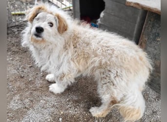 Lucky ❤️ fröhlich+aufgeweckt sucht dich!