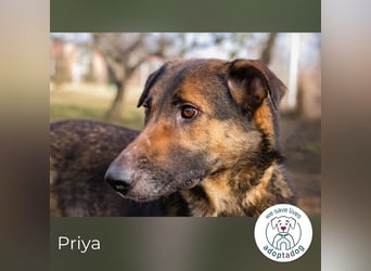 Priya: Schenke mir Liebe!