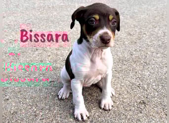Bissara 12/2024 (ESP) - verschmuste, kleine Bodeguero-Pinscher-Mix Welpin!