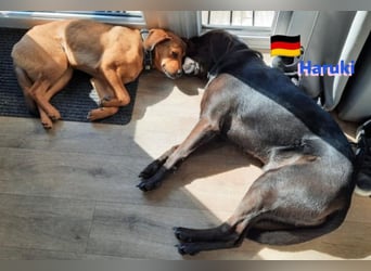Haruki, 11/18 - VERMITTLUNGSHILFE, sucht DRINGEND