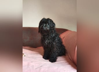 Pflegestelle 97502 Obbach: Lagotto-Mix Cherry