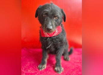 zarte kleine Hundeseele BORI - 6 Jahre, 40cm/9kg - Schnauzer-Mix