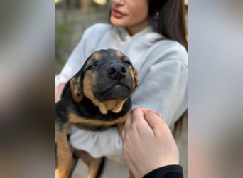 Dobby LM – kleiner Wirbelwind sucht seine Familie