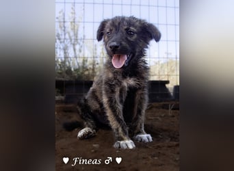 Fiona und Fineas suchen ab Anfang August ein Zuhause