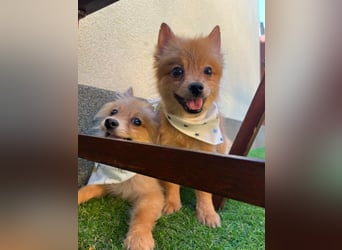 Charlie SR - Kuschelspitz mit großem Nachholbedarf