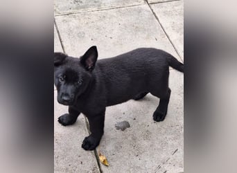 schwarze Schäferhunde aus Leistungszucht