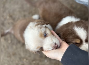 Australian Shepherd Something Special