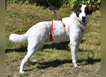 "Apollo", männlich, Mischling groß, geb. 01.07.2024, 60 cm